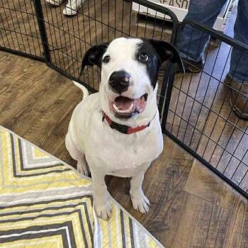 Rescue Hound Dogs for Adoption in Levittown, New York - Petey | PetCurious