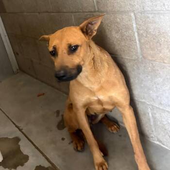 Mixed Breed Dogs Available for Adoption in Yuma, Arizona - Edsel | PetCurious