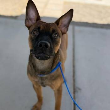 COBY (SQ 26-054) -  Pit Bull Terrier and Mixed Breed Dog Available for Adoption in Bullhead City, Arizona - COBY (SQ 26-054) | PetCurious