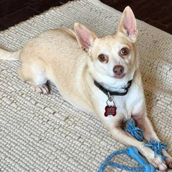 Leo -  Chihuahua Dog for Adoption - Leo | PetCurious