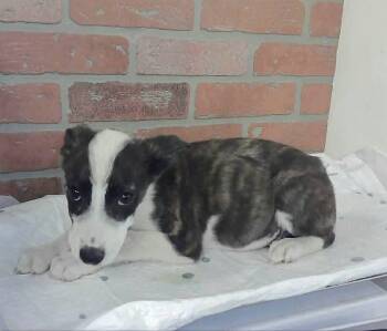 German Shepherd Dog Dogs Available for Adoption in Sedalia, Colorado - Blade | PetCurious