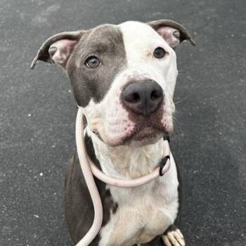 Ace -  Pit Bull Terrier Dog for Adoption in Philadelphia, Pennsylvania - Ace | PetCurious