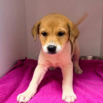 Hound Dogs Available for Adoption in Columbus, Georgia - Honey | PetCurious