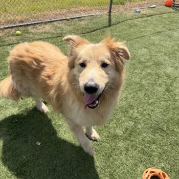 Toot -  Golden Retriever and Shepherd Dog for Adoption in Albemarle, North Carolina - Toot | PetCurious
