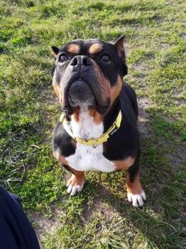 Mixed Breed and Staffordshire Bull Terrier Dogs Available for Adoption in South Bend, Indiana - Holly | PetCurious