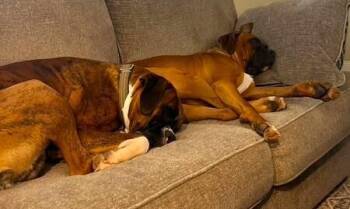 Duke XII -  Boxer Dog for Adoption in Hewitt, Texas - Duke XII | PetCurious