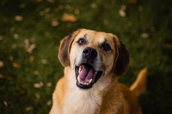 Labrador Retriever Dogs Available for Adoption - KILO | PetCurious