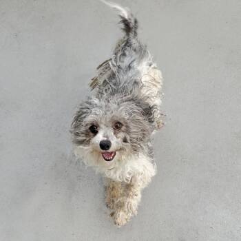 Mixed Breed Dogs Available for Adoption in Hailey, Idaho - Pac Man | PetCurious