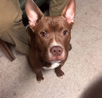 Rescue Mixed Breed Dogs for Adoption in Spartanburg, South Carolina - Lil Charles | PetCurious