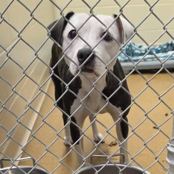 Pit Bull Terrier and Mixed Breed Dogs Available for Adoption in Anchorage, Alaska - DIAMOND | PetCurious