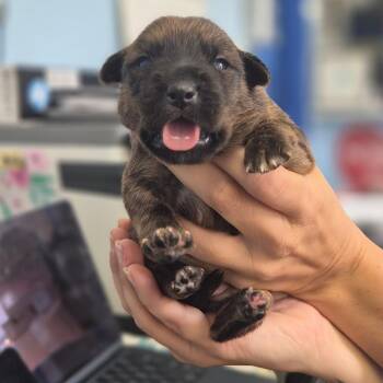 McChicken -  Labrador Retriever Dog for Adoption in Wahiawa, Hawaii - McChicken | PetCurious