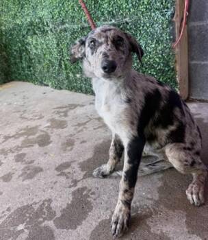 61800974 -  Australian Cattle Dog Blue Heeler and Mixed Breed Dog for Adoption in El Paso, Texas - 61800974 | PetCurious