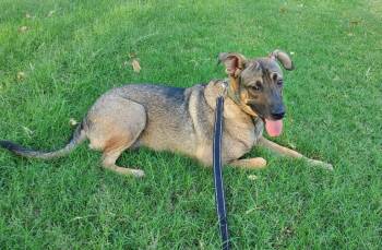 Rescue German Shepherd Dog Dogs for Adoption in Palm Desert, California - TYSON | PetCurious