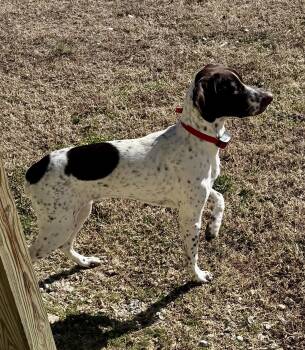 German Shorthaired Pointer Dogs Available for Adoption in Leesburg, Alabama - Boogie | PetCurious