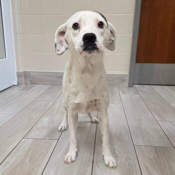 Hound and Mixed Breed Dogs Available for Adoption in Chatham, Virginia - Queens | PetCurious