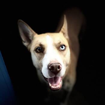 Maple -  Husky Dog for Adoption in Hurricane, Utah - Maple | PetCurious
