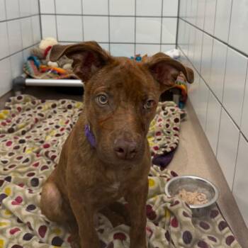 Perry -  Shepherd and Mixed Breed Dog for Adoption in Zanesville, Ohio - Perry | PetCurious