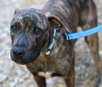 Rescue Plott Hound and Terrier Dogs for Adoption in Skyline, Minnesota - Stetson | PetCurious