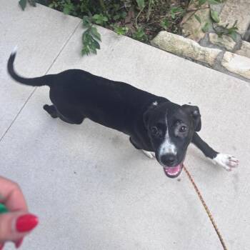 Sarah -  Mixed Breed Dog for Adoption in Austin, Texas - Sarah | PetCurious