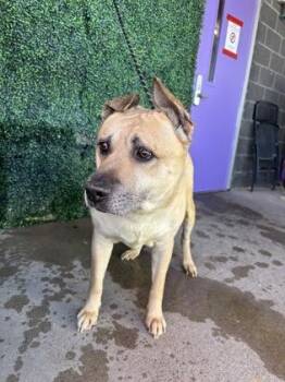 61685596 -  Mixed Breed Dog for Adoption in El Paso, Texas - 61685596 | PetCurious