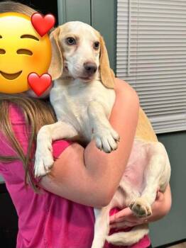 Leonard - fostered in Omaha - COMING SOON -  Beagle Dog for Adoption in Overland Park, Kansas - Leonard - Fostered In Omaha - COMING SOON | PetCurious
