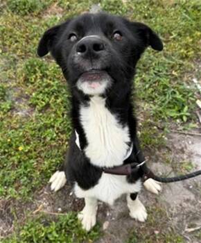 FINN -  Border Collie Dog for Adoption in Fort Lauderdale, Florida - FINN | PetCurious