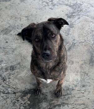Lena -  Pit Bull Terrier Dog for Adoption in Edinburg, Virginia - Lena | PetCurious