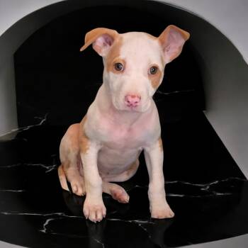 Rescue American Bulldog Dogs for Adoption - Luke | PetCurious