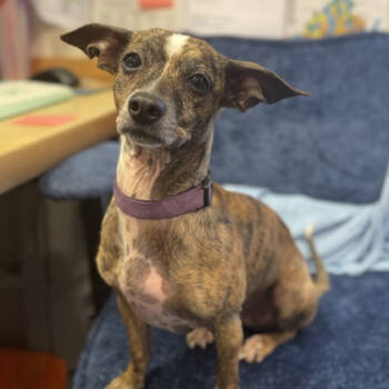 Rescue Chihuahua Dogs for Adoption in Fairfax Station, Virginia - Rose | PetCurious