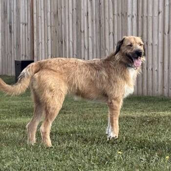 Junie -  Shepherd and Collie Dog for Adoption in La Grange, Kentucky - Junie | PetCurious
