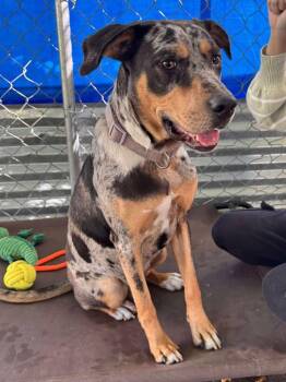 Koda -  Catahoula Leopard Dog and Mixed Breed Dog Available for Adoption in Peru, New York - Koda | PetCurious