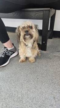 Momo -  Mixed Breed Dog for Adoption in West Chester, Pennsylvania - Momo | PetCurious
