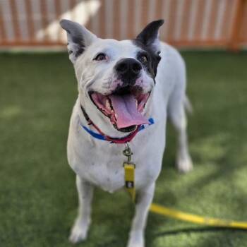 BUBBA -  Dalmatian and Pit Bull Terrier Dog for Adoption in Las Vegas, Nevada - BUBBA | PetCurious