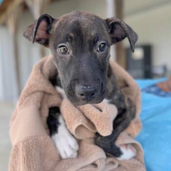 Nadine -  Mixed Breed Dog for Adoption in Hendersonville, North Carolina - Nadine | PetCurious