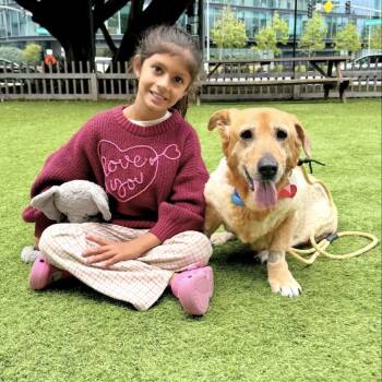 Dachshund Dogs Available for Adoption in Los Angeles, California - Mahjong | PetCurious