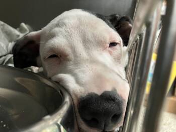 Niles -  Mixed Breed Dog for Adoption in Parma, Ohio - Niles | PetCurious