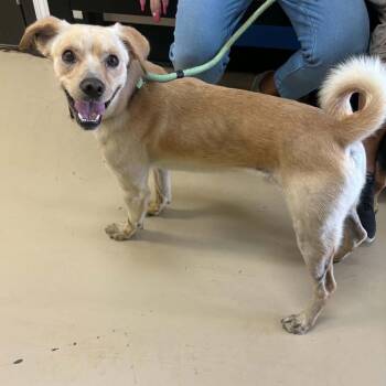 Lenny - Chino Hills Location -  Pug and Chihuahua Dog for Adoption in Chino Hills, California - Lenny - Chino Hills Location | PetCurious