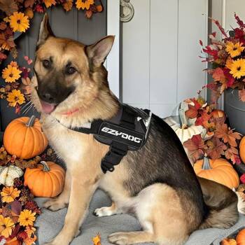 Rescue German Shepherd Dog Dogs for Adoption - Finn | PetCurious