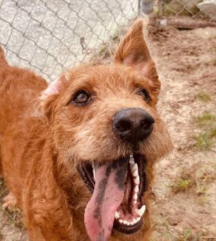 Rooster -  Terrier Dog for Adoption in New Port Richey, Florida - Rooster | PetCurious