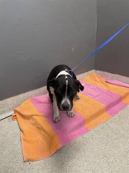 DAHLIA -  Pit Bull Terrier and Mixed Breed Dog for Adoption in Tallahassee, Florida - DAHLIA | PetCurious