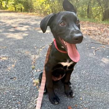 Mona Treatsa -  Black Labrador Retriever and Mixed Breed Dog for Adoption in Little Rock, Arkansas - Mona Treatsa | PetCurious