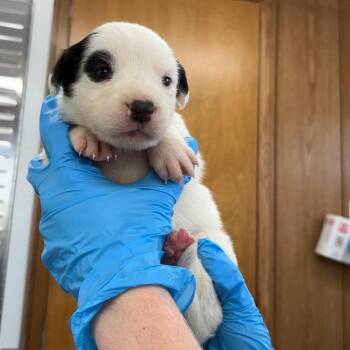Mixed Breed Dogs Available for Adoption in Loxahatchee Groves, Florida - Suave 8562 | PetCurious