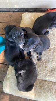 Breaking Bad : Jesse (Ash) -  Labrador Retriever Dog for Adoption in Aurora, Indiana - Breaking Bad : Jesse (Ash) | PetCurious