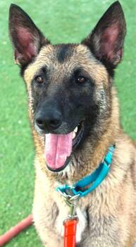 Murcie -  Belgian Shepherd Malinois Dog for Adoption in Parrish, Florida - Murcie | PetCurious