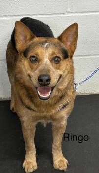 Fox Terrier and Mixed Breed Dogs Available for Adoption in Fort Worth, Texas - Ringo | PetCurious