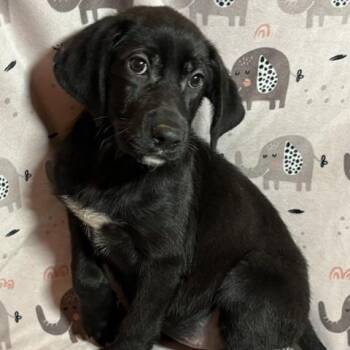 Happy -  Labrador Retriever Dog for Adoption in Brookeville, Maryland - Happy | PetCurious