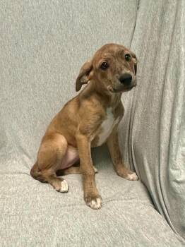 Audrey -  Terrier Dog for Adoption in Walker, Louisiana - Audrey | PetCurious