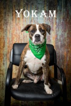 Mixed Breed Dogs Available for Adoption in North Myrtle Beach, South Carolina - Yokam | PetCurious