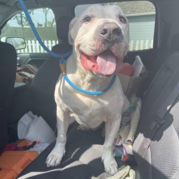 Ricky -  Mixed Breed Dog for Adoption in Dickinson, Texas - Ricky | PetCurious