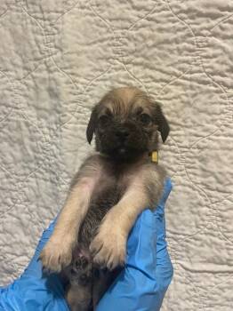 Hope Solo -  Pug Dog for Adoption in Gardena, California - Hope Solo | PetCurious